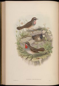 Calliope camtschatkensis = Luscinia calliope camtschatkensis [] 作： John Gould